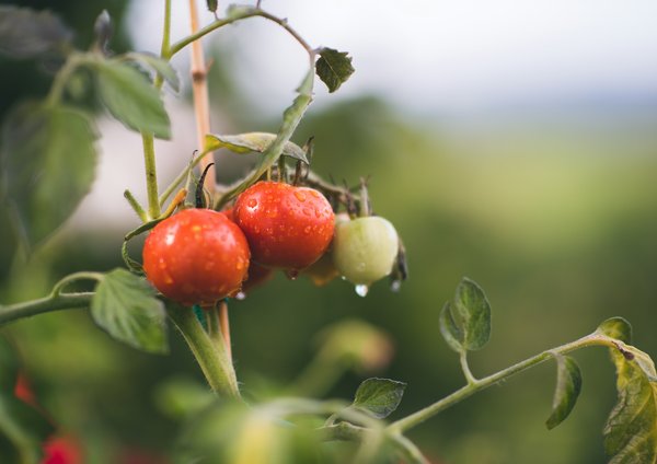 What's the Future of Organic Farming in the UK?