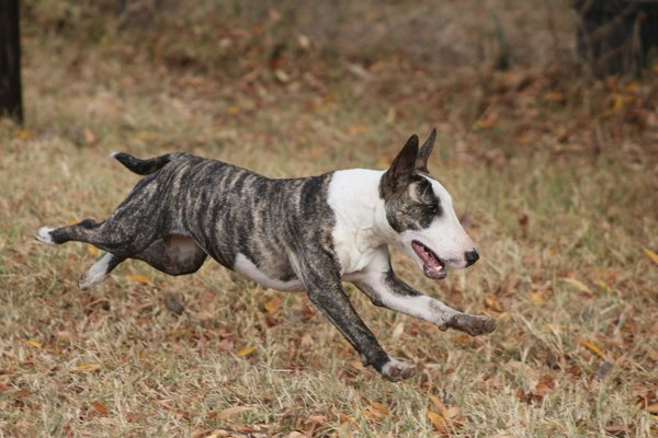 What Are the Best Training Techniques for a Bull Terrier with High Energy?
