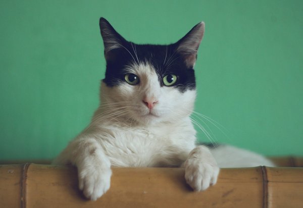 How to Prepare a Safe Bathing Routine for a Sphynx Cat?