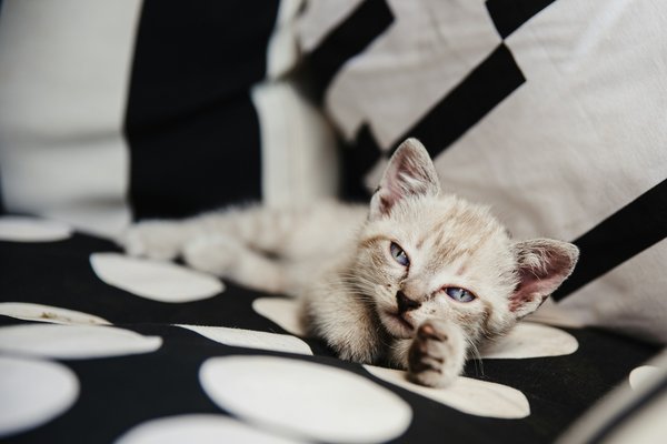 What Are the Essential Nutrients Needed for a Growing Kitten?